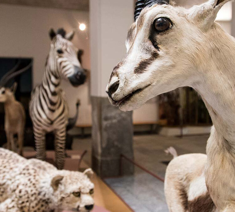 Museo di Storia Naturale “Faraggiana Ferrandi” di Novara