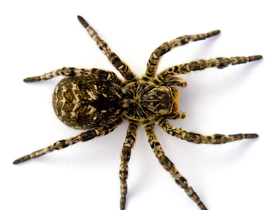 Visite guidate alla mostra SPIDERS